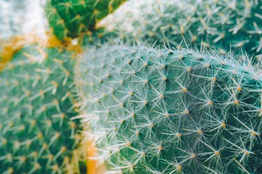 Kaktüs kapanışı. Güzel renkli bir arka plan. Turuncu ve yeşil renkler
