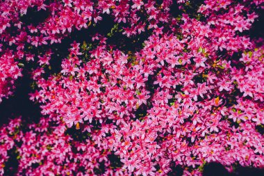 Güzel renkli bir doku. Doğal arka plan. Botanik Bahçesi