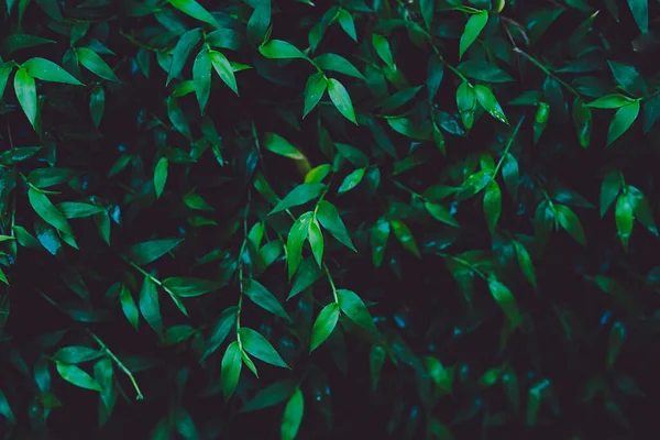 Natürliche Grüne Blätter Hintergrund Schönes Grünes Muster — Stockfoto