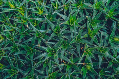 Doğal yeşil yapraklar arka plan. Güzel yeşil desen