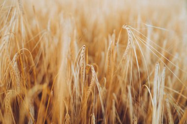 Buğday tarlası. Altın buğday kulakları yakın plan. Gün batımı, hasat konsepti