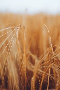 Buğday tarlası. Altın buğday kulakları yakın plan. Gün batımı, hasat konsepti