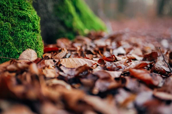 sonbahar ormanında güzel yeşil yosun