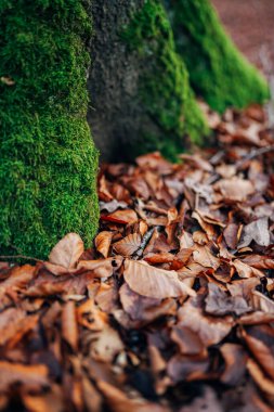 sonbahar ormanında güzel yeşil yosun