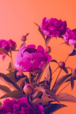 Beautiful peony flowers in neon color
