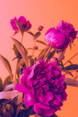 Beautiful peony flowers in neon color