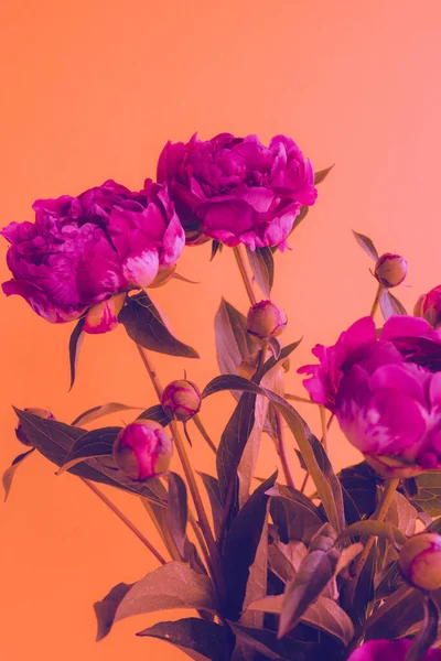 Beautiful peony flowers in neon color