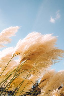 Trendy botanical background with fluffy pampas grass. Boho style plant decor