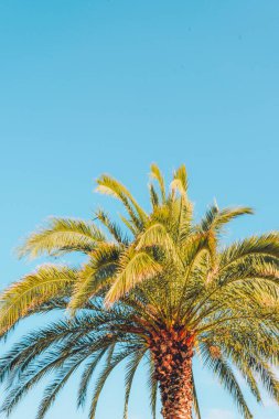Tropical palm tree againt blue sky, copy space