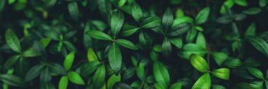 Green plant foliage nature background, top view banner. Fresh garden abstract foliage.