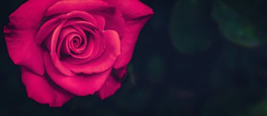 Beautiful magenta rose flower, close up. Flower petals close-up. Color of the year 2023