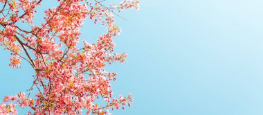 Bahar çiçekleri. Güzel pembe çiçekli ağaç dalı tam çiçeklenmiş, yakın çekim. Çiçekli sakura. Çiçek arka planı.