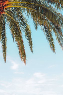 Tropical palm tree againt blue sky, copy space