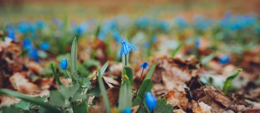 Beautiful springtime closeup of blooming bright blue Siberian Squill flowers in garden.