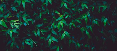 Green plant foliage nature background, side view banner. Fresh garden abstract foliage.