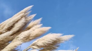 Pampas grass against blue sky. Beautiful spring tall grass flower swaying by blowing wind outdoors. Abstract natural 4k video background