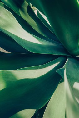 Close up top view of blue aloe plant. Abstract shapes and lines of succulent leaves