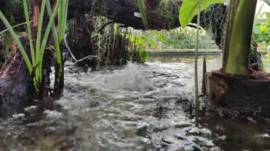 Water of a fountain splashing water drops in botanical garden.