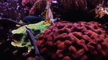 4K video of many varieties of tropical fish swimming around in a coral reef. Underwater life in the ocean.