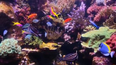 4K video of many varieties of tropical fish swimming around in a coral reef. Underwater life in the ocean.