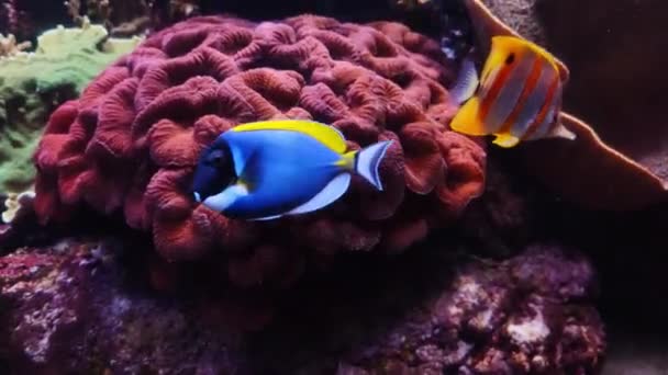 Video Many Varieties Tropical Fish Swimming Coral Reef Underwater Life — Vídeo de stock