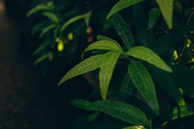 Green leaves background. Abstract natural floral background. Selective focus, macro. Flowing lines of leaves