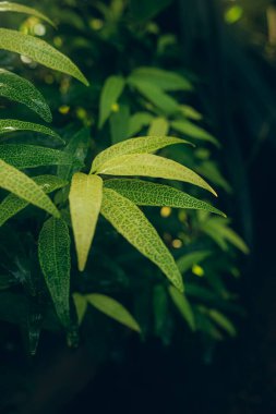 Green leaves background. Abstract natural floral background. Selective focus, macro. Flowing lines of leaves