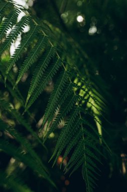 Green leaves background. Abstract natural floral background. Selective focus, macro. Flowing lines of leaves