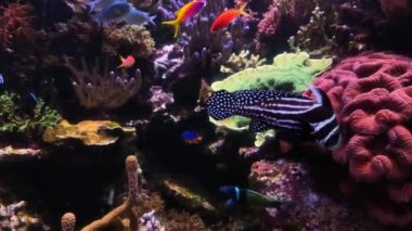 4K video of many varieties of tropical fish swimming around in a coral reef. Underwater life in the ocean.