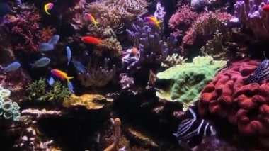 Mercan resifinde yüzen tropikal balıkların pek çok çeşidini gösteren 4K video. Okyanustaki sualtı yaşamı.