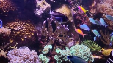 4K video of many varieties of tropical fish swimming around in a coral reef. Underwater life in the ocean.