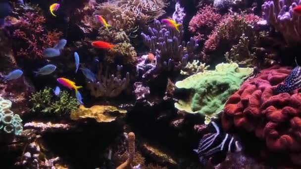 サンゴ礁で泳ぐ熱帯魚の多くの種類の4Kビデオ 海の中の水中生活 — ストック動画