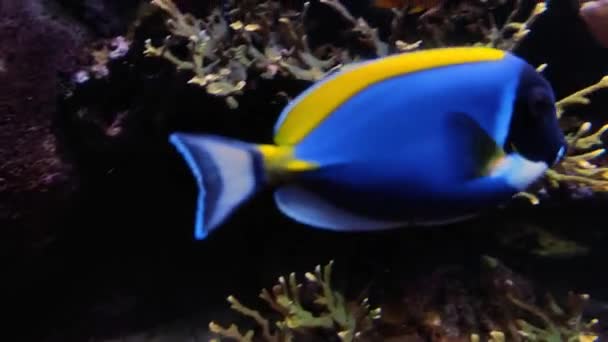 サンゴ礁で泳ぐ熱帯魚の多くの種類の4Kビデオ 海の中の水中生活 — ストック動画