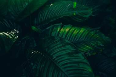 Green leaves background. Abstract natural floral background. Selective focus, macro. Flowing lines of leaves