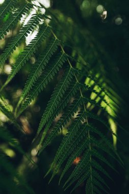 Green leaves background. Abstract natural floral background. Selective focus, macro. Flowing lines of leaves