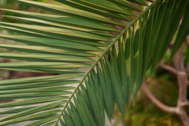 Green leaves background. Abstract natural floral background. Selective focus, macro. Flowing lines of leaves