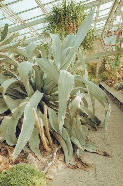 Beautiful cactuses and succulents in botanical garden.