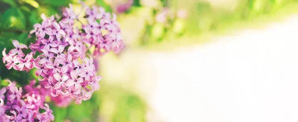 Lilac flowers bunch over blurred background. Beautiful violet border design closeup. Copy space for your text. Wide banner