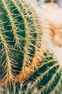 Beautiful cactuses and succulents in botanical garden.