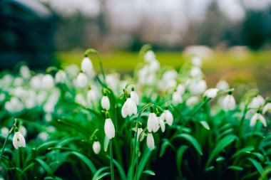 Galanthus nivalis olarak da bilinen, bembeyaz açan bahar çiçeğinin yakın plan görüntüsü..