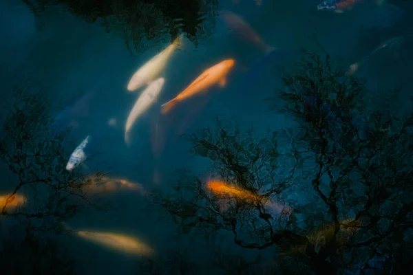池には鯉や鯉がいます 青い池にカラフルな鯉がいる背景 — ストック写真