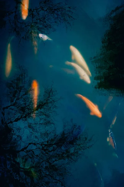 Golden carps and koi fishes in the pond. Colorful koi carps in blue pond background.