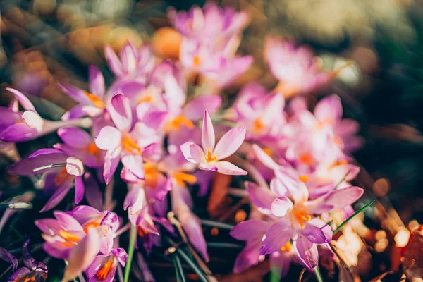 Purple crocus flowers in spring. High quality photo. Beautiful violet backgroung with flowers.