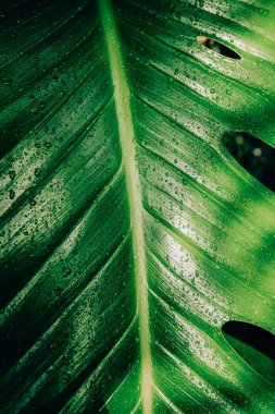 Green leaves background. Abstract natural floral background. Selective focus, macro. Flowing lines of leaves