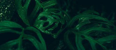 Green leaves background. Abstract natural floral background. Selective focus, macro. Flowing lines of leaves
