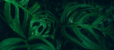 Green leaves background. Abstract natural floral background. Selective focus, macro. Flowing lines of leaves