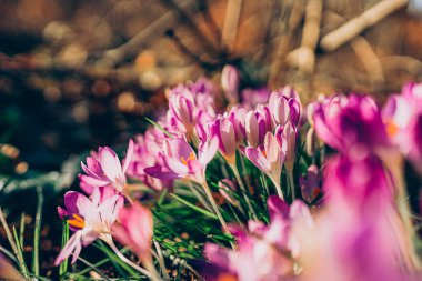 Purple crocus flowers in spring. High quality photo. Beautiful violet backgroung with flowers.