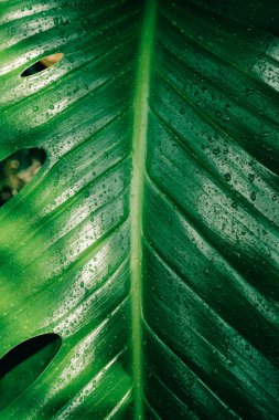Green leaves background. Abstract natural floral background. Selective focus, macro. Flowing lines of leaves