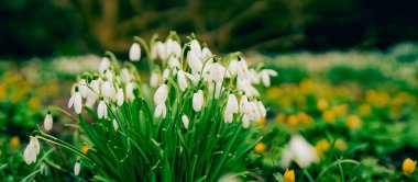 Galanthus nivalis olarak da bilinen, bembeyaz açan bahar çiçeğinin yakın plan görüntüsü..