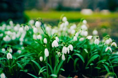 Galanthus nivalis olarak da bilinen, bembeyaz açan bahar çiçeğinin yakın plan görüntüsü..